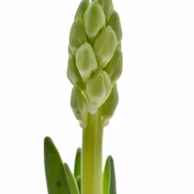 HYACINTHUS WHITE KING 30cm