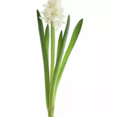 HYACINTHUS WHITE KING 30cm