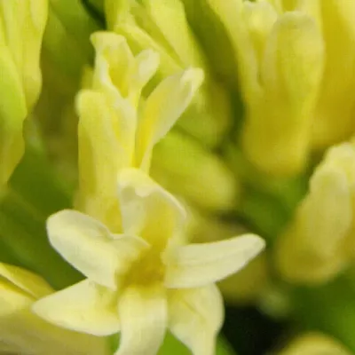 Hyacinthus YELLOW BABY