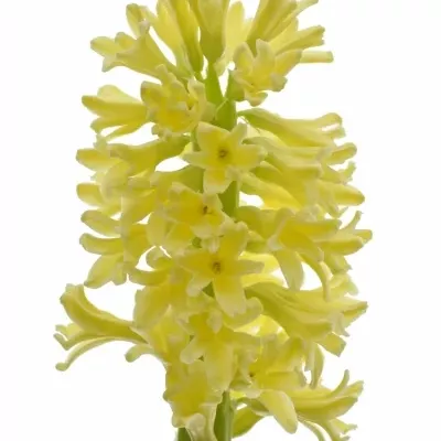 Hyacint YELLOWSTONE 30g
