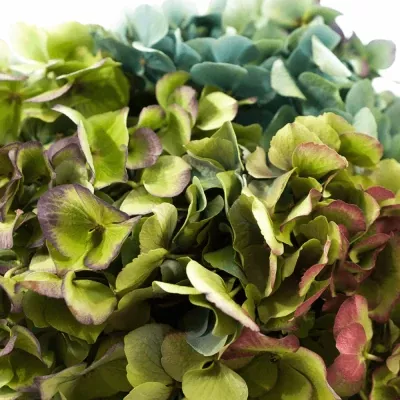 Hortenzie M BODENSEE CLASSIC 30cm