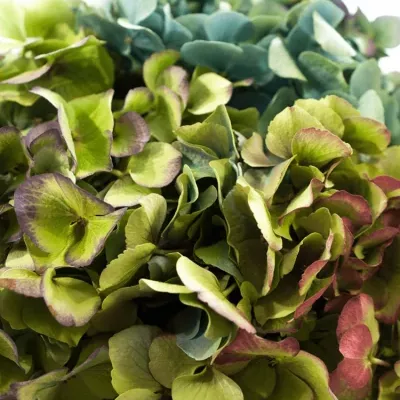 HYDRANGEA M BODENSEE CLASSIC