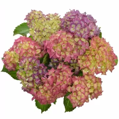 HYDRANGEA M BODENSEE ROZA