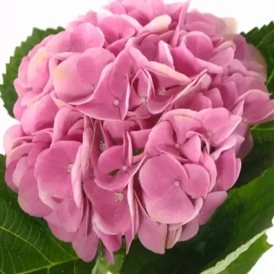 HYDRANGEA M IMOLA