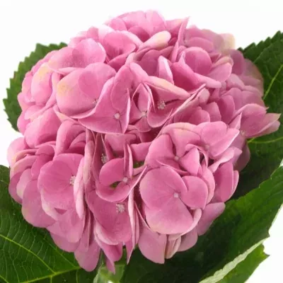 HYDRANGEA M IMOLA 40cm