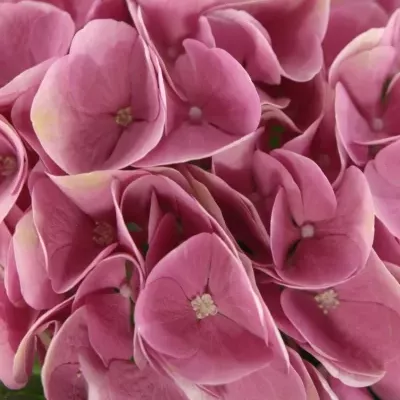 HYDRANGEA M IMOLA