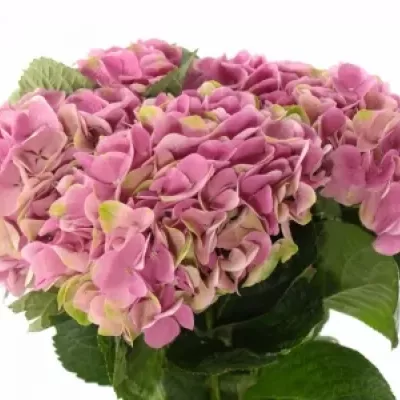 HYDRANGEA M IMOLA