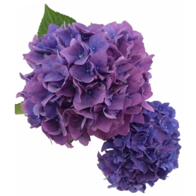 HYDRANGEA M RODEO PAARS