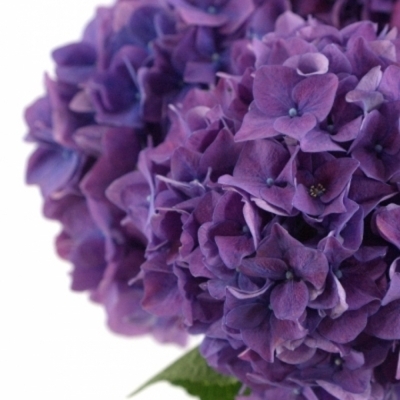 HYDRANGEA M RODEO PAARS