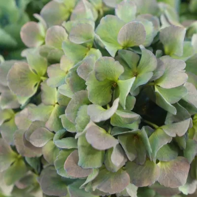 Hortenzie M ROYAL NAVY 40cm