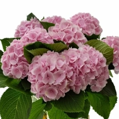HYDRANGEA M VERENA 60cm
