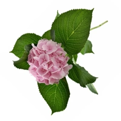 HYDRANGEA M VERENA 60cm