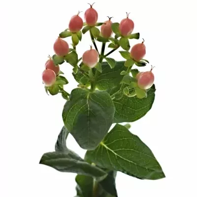 HYPERICUM BLUSHING ROMANCE 50cm