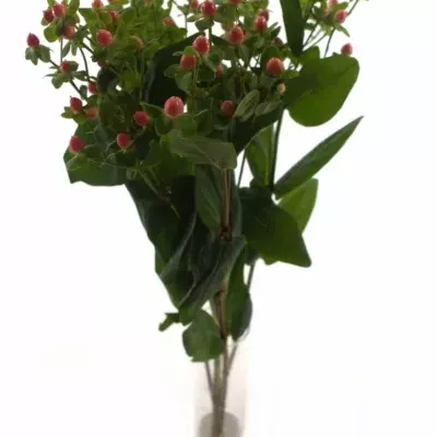 HYPERICUM CANDY FLAIR