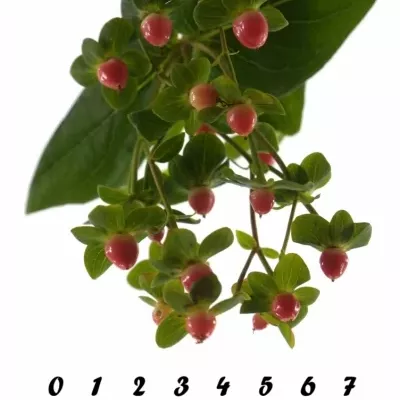 HYPERICUM CANDY FLAIR