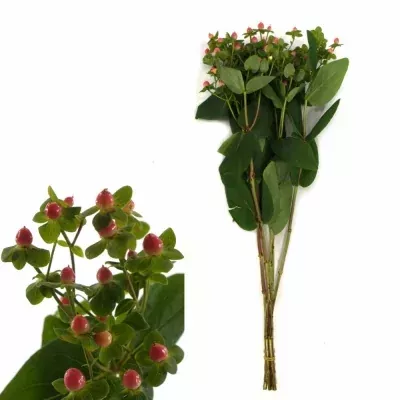 HYPERICUM CANDY FLAIR 50cm