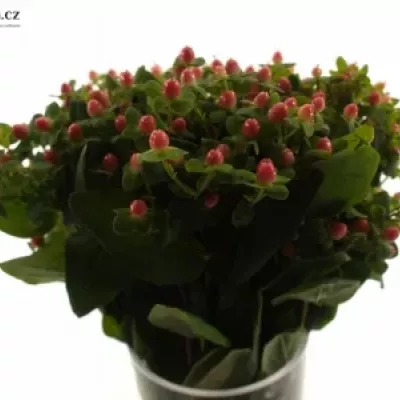 HYPERICUM CANDY FLAIR