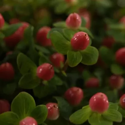 HYPERICUM CANDY FLAIR