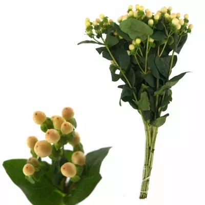 HYPERICUM COCO AVANTI 50cm