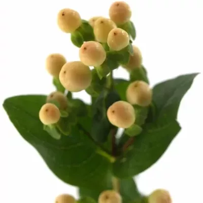 HYPERICUM COCO AVANTI 