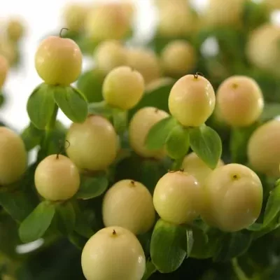 HYPERICUM COCO AVANTI 