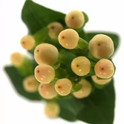 Hypericum COCO AVANTI