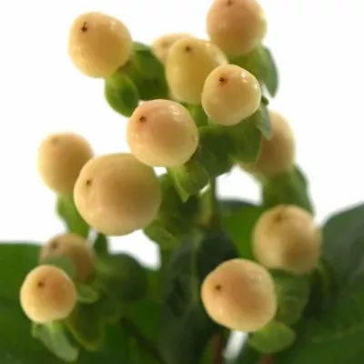 Hypericum COCO AVANTI