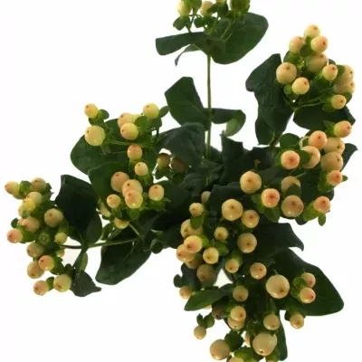 Hypericum COCO AVANTI