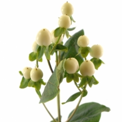 HYPERICUM COCO BELLIMO