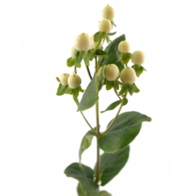 HYPERICUM COCO BELLIMO