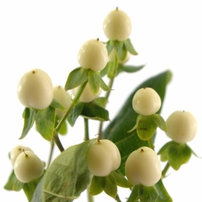 HYPERICUM COCO BELLIMO
