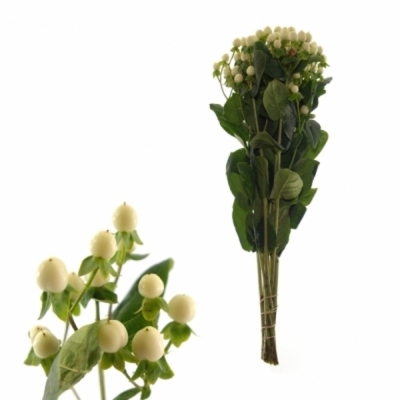 HYPERICUM COCO BELLIMO