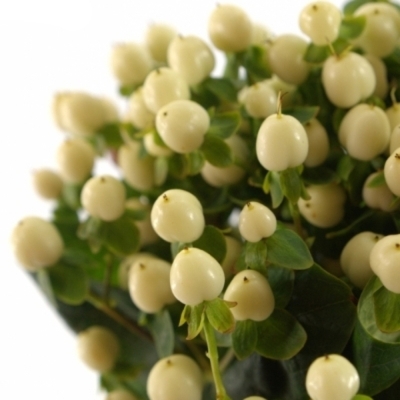 HYPERICUM COCO BELLIMO