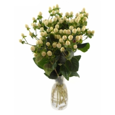 HYPERICUM COCO BELLIMO