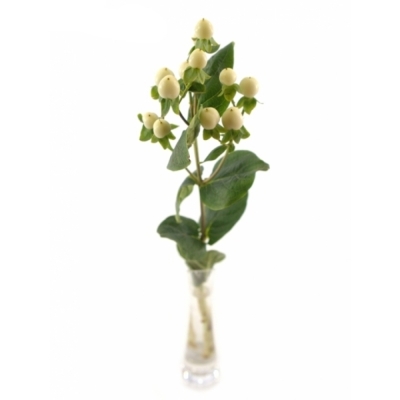 HYPERICUM COCO BELLIMO