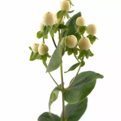 Hypericum COCO UNO