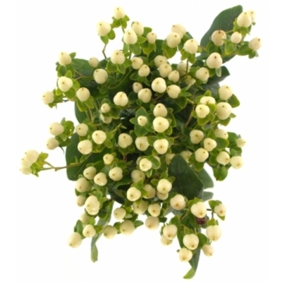 HYPERICUM COCO UNO
