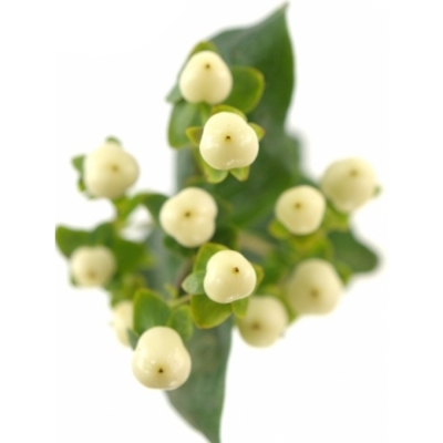 HYPERICUM COCO UNO