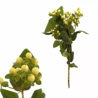 Třezalka COOL ROMANCE 50 cm