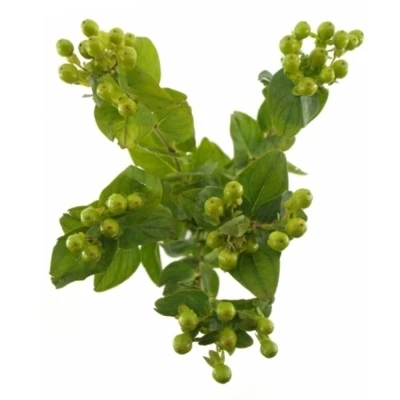 HYPERICUM GREEN REVIVAL