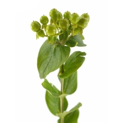 HYPERICUM GREEN REVIVAL