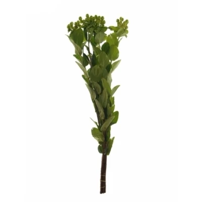 HYPERICUM GREEN REVIVAL