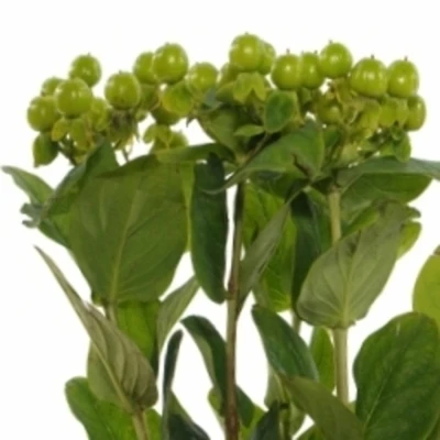 HYPERICUM GREEN REVIVAL