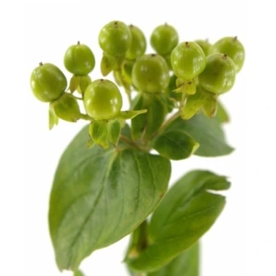 HYPERICUM GREEN REVIVAL 60cm