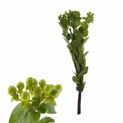 HYPERICUM GREEN REVIVAL