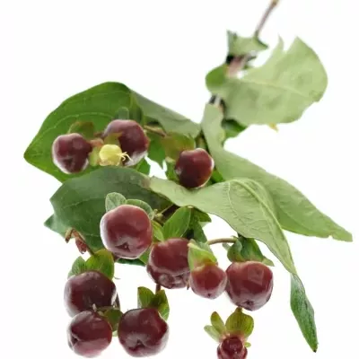 HYPERICUM MAGICAL CHERRY