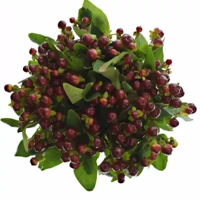 HYPERICUM MAGICAL CHERRY