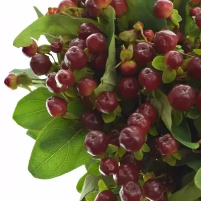 HYPERICUM MAGICAL CHERRY