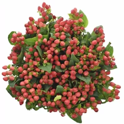 HYPERICUM MAGICAL GIANT