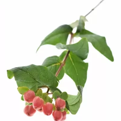 HYPERICUM MAGICAL GIANT